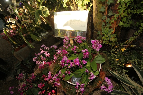 Phalaenopsis   081.jpg